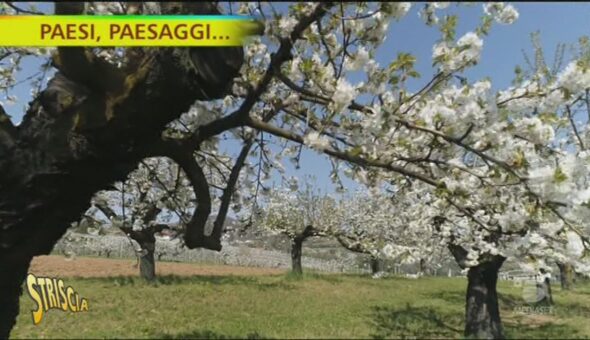 Pecetto, la patria delle ciliegie