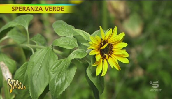 Girasoli, tutto quello che dovete sapere