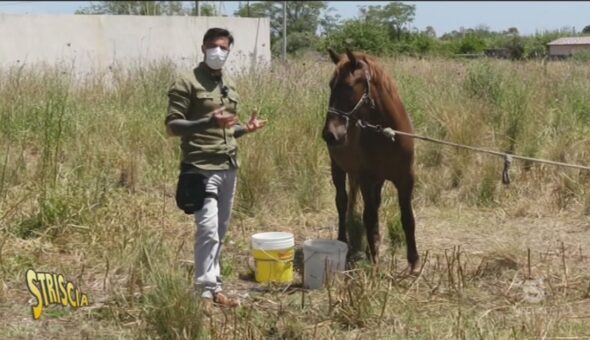 Dana, il cavallo abbandonato in un campo