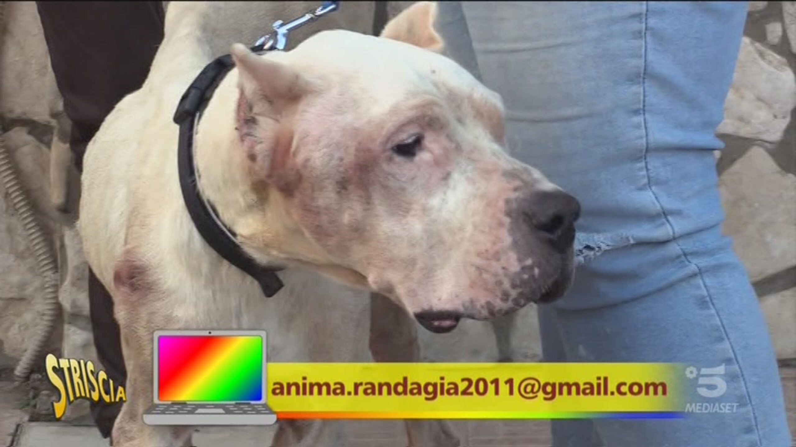 Un cane da salvare Striscia la notizia