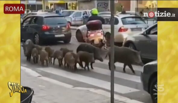 Roma, i cinghiali vanno a scuola