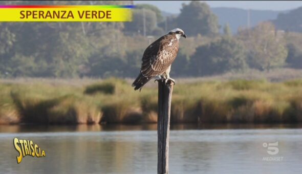 Il Cavaliere d'Italia e la riserva di Orbetello