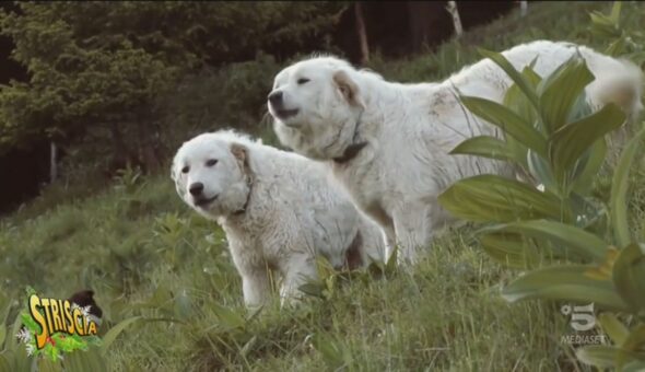 Cane Pastore Abruzzese, un amico di allevatori e lupi