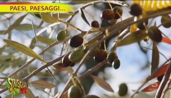 Paesi, paesaggi…l'olio EVO di Montefiascone