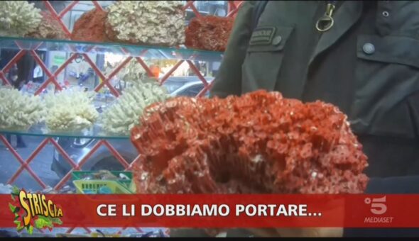 Coralli venduti illegalmente a Napoli