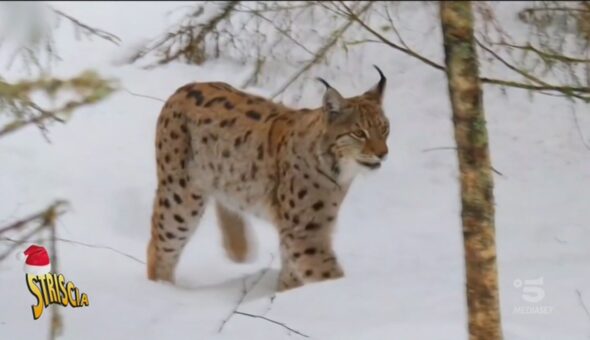 Ambiente Ciovani, il ritorno della lince