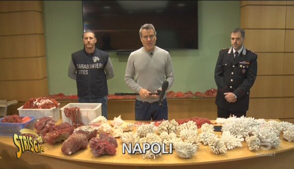 Coralli di dubbia provenienza, il sequestro dei Carabinieri