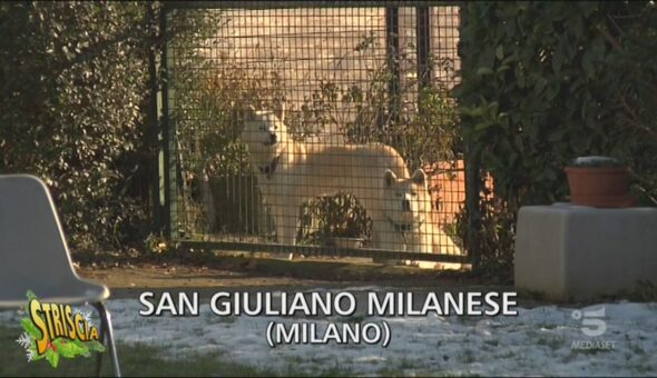 Cani sotto sfratto a San Giuliano Milanese