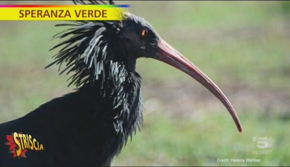 Speranza Verde, gli ibis e la rinascita delle colonie