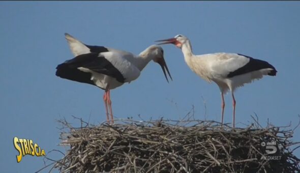 Uccelli e cavi elettrici, un problema ambientale