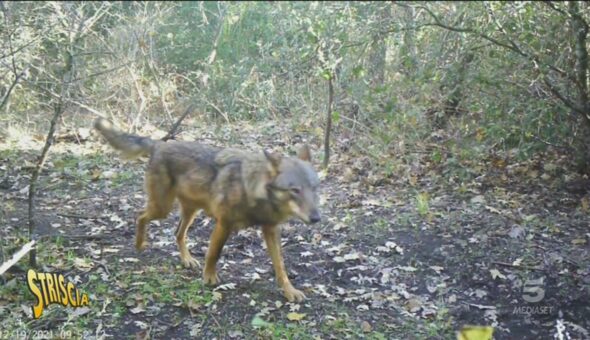 Parco di Veio, il problema delle pecore decimate dai lupi