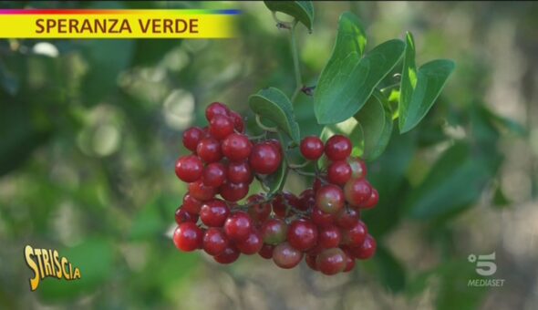 Maremma, macchia mediterranea e paesaggi da non perdere