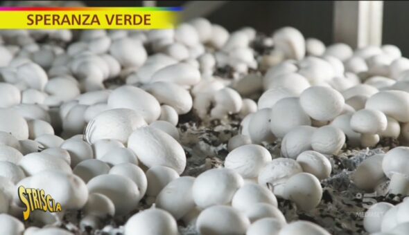 Speranza verde, i funghi coltivati con il fotovoltaico