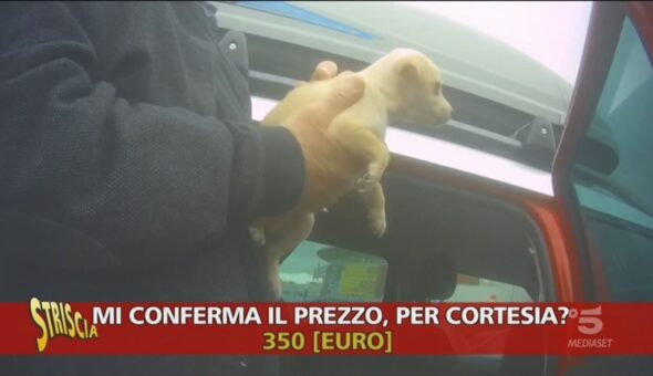 Finti chihuahua venduti come cani di razza