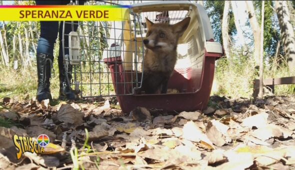 Speranza verde, il recupero di animali selvatici