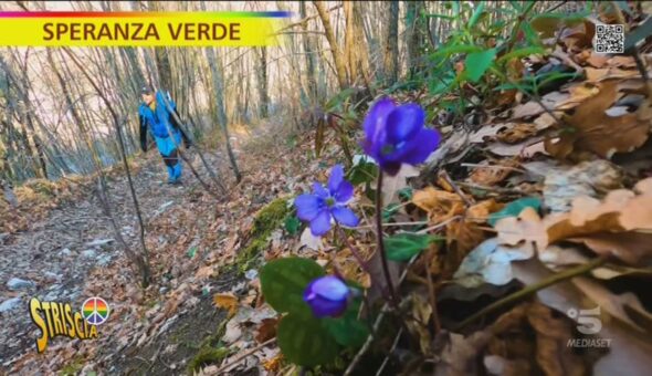 Sottobosco e fioriture nemorali