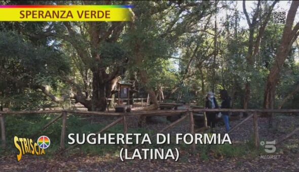 Boschi di sughereta, la natura da preservare