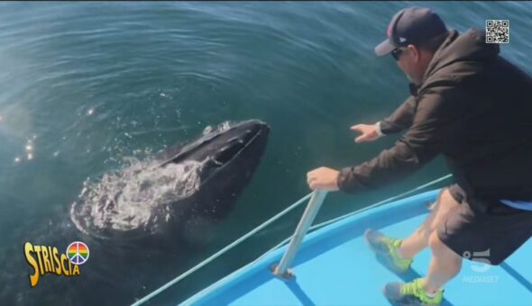 Whale Watching, cos'è e come si pratica