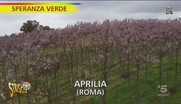 Paulownia, l'albero anti inquinamento