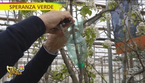 Una bottiglia di plastica per far nascere la margotta