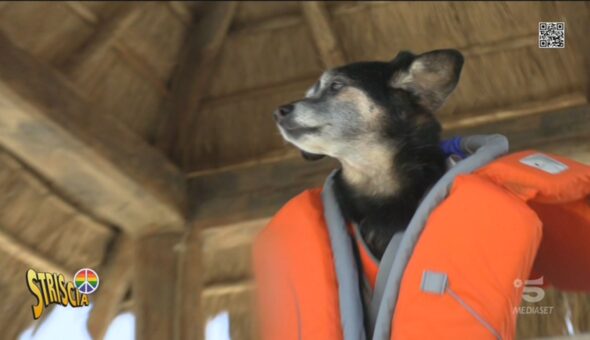 Riaprono le spiagge libere per i cani, l'informativa di Riverider