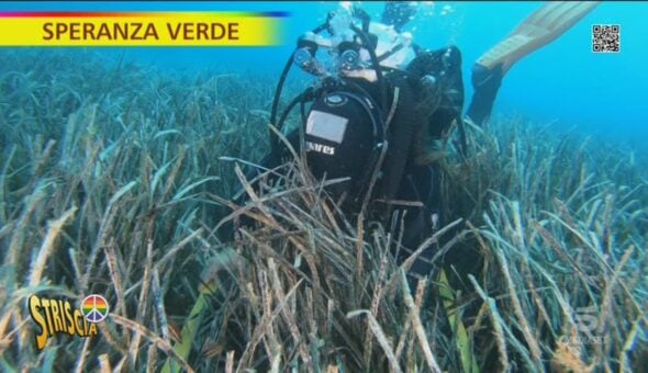 Posidonia, perché è fondamentale per l'ecosistema