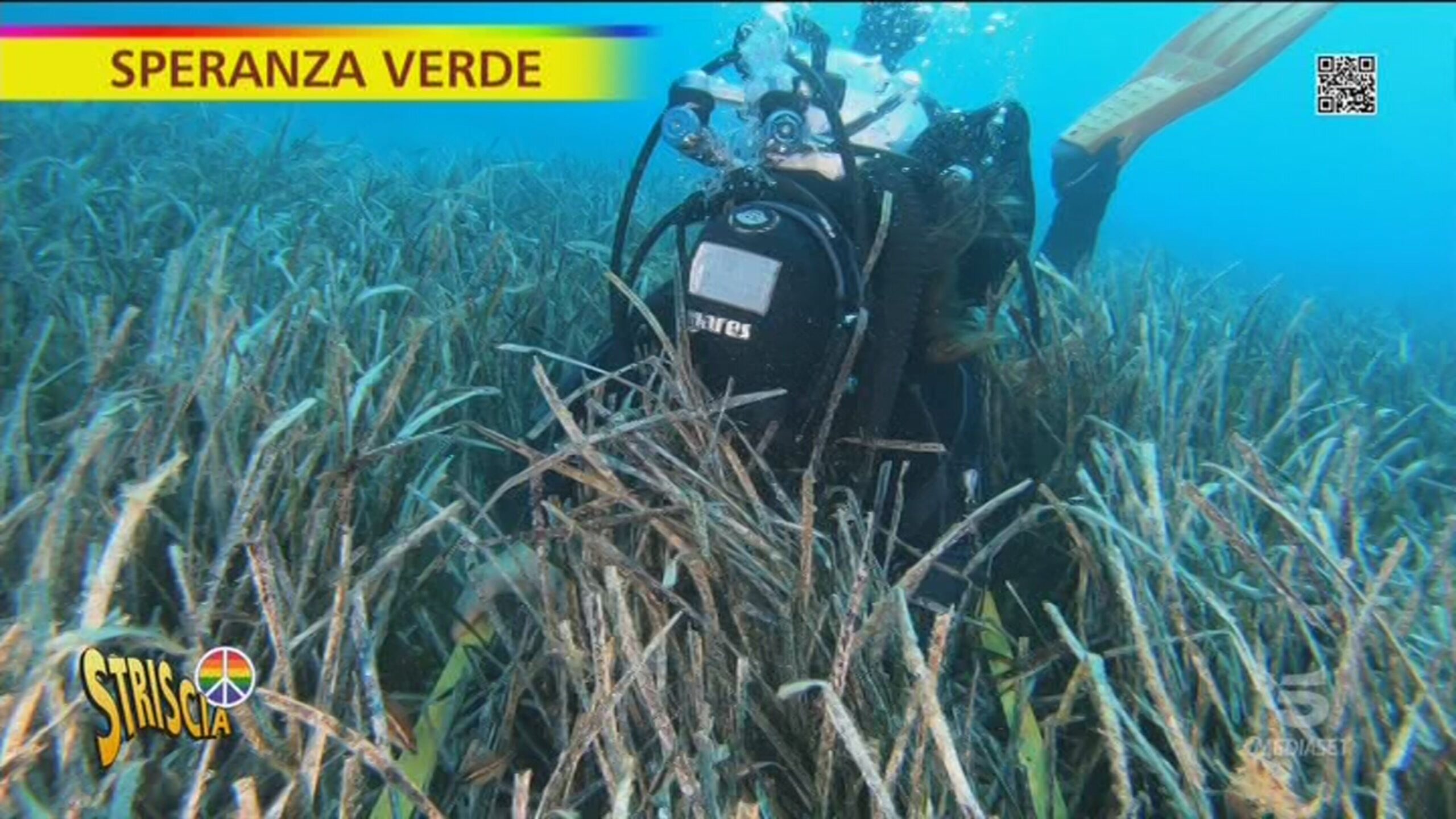 Posidonia, perché è fondamentale per l’ecosistema