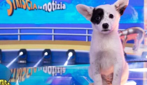 Giornata Internazionale del cane: quando nasce e perché