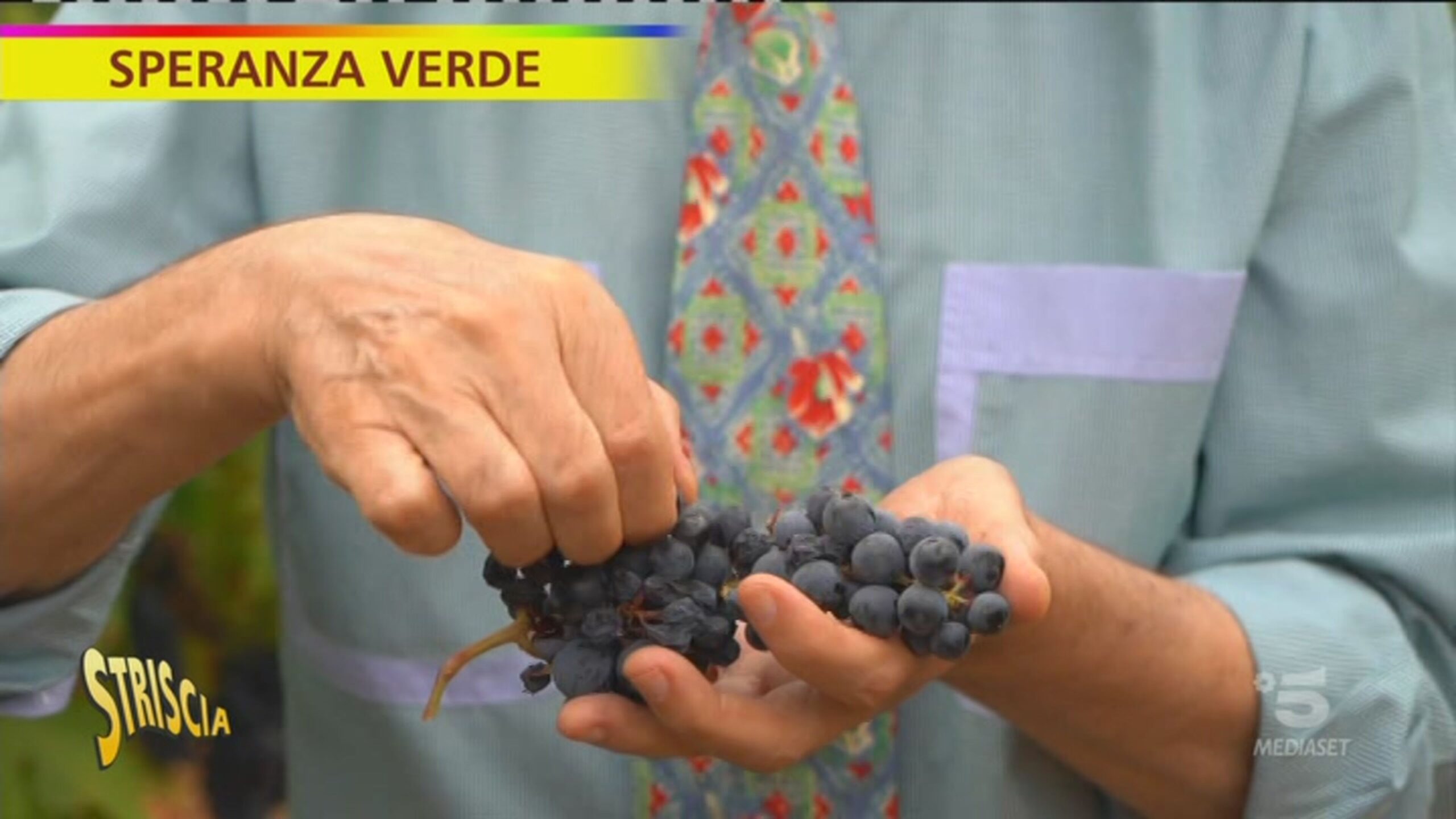 Il Primitivo di San Marzano: storia e curiosità