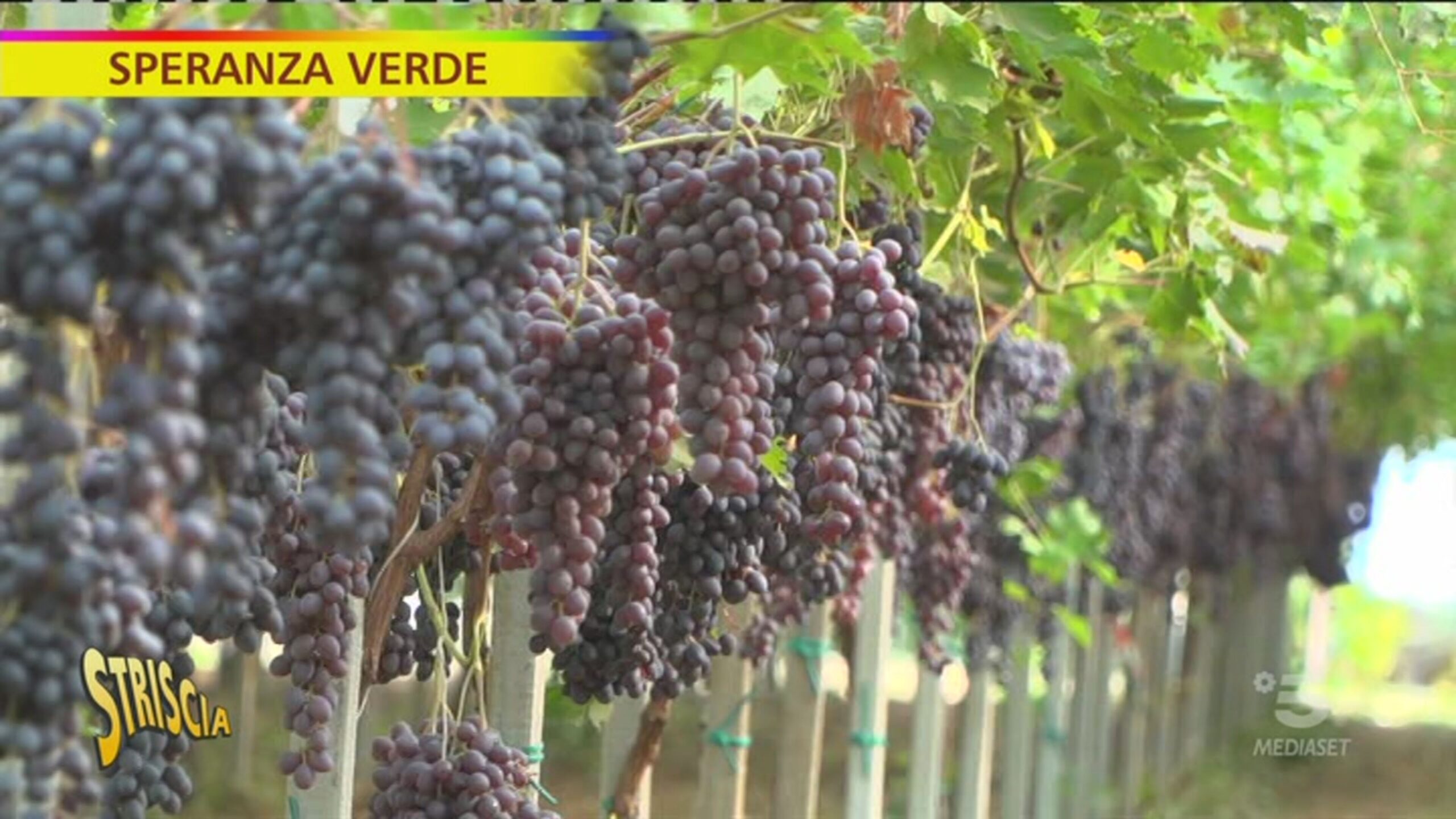 Speranza verde, una nuova tecnica per far maturare l’uva