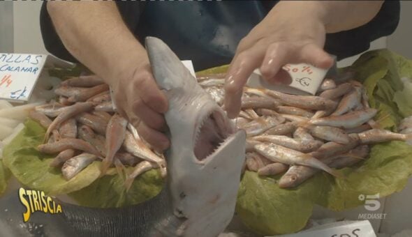 Squalo a tavola senza saperlo, l'inchiesta Shark Preyed