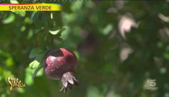 Speranza verde, la melagrana e il 