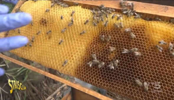 Api, dai pesticidi ai parassiti: arriva la soluzione