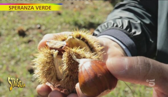 Marroni e castagne, lontani parenti a Speranza Verde