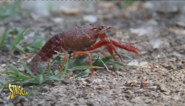 Gambero di fiume, perché bisogna salvarlo