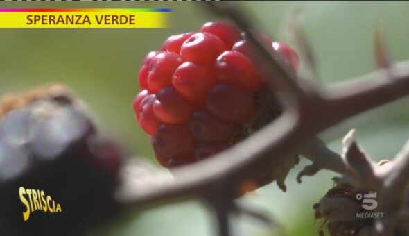 Rovi e frutta, le more per nutrirsi