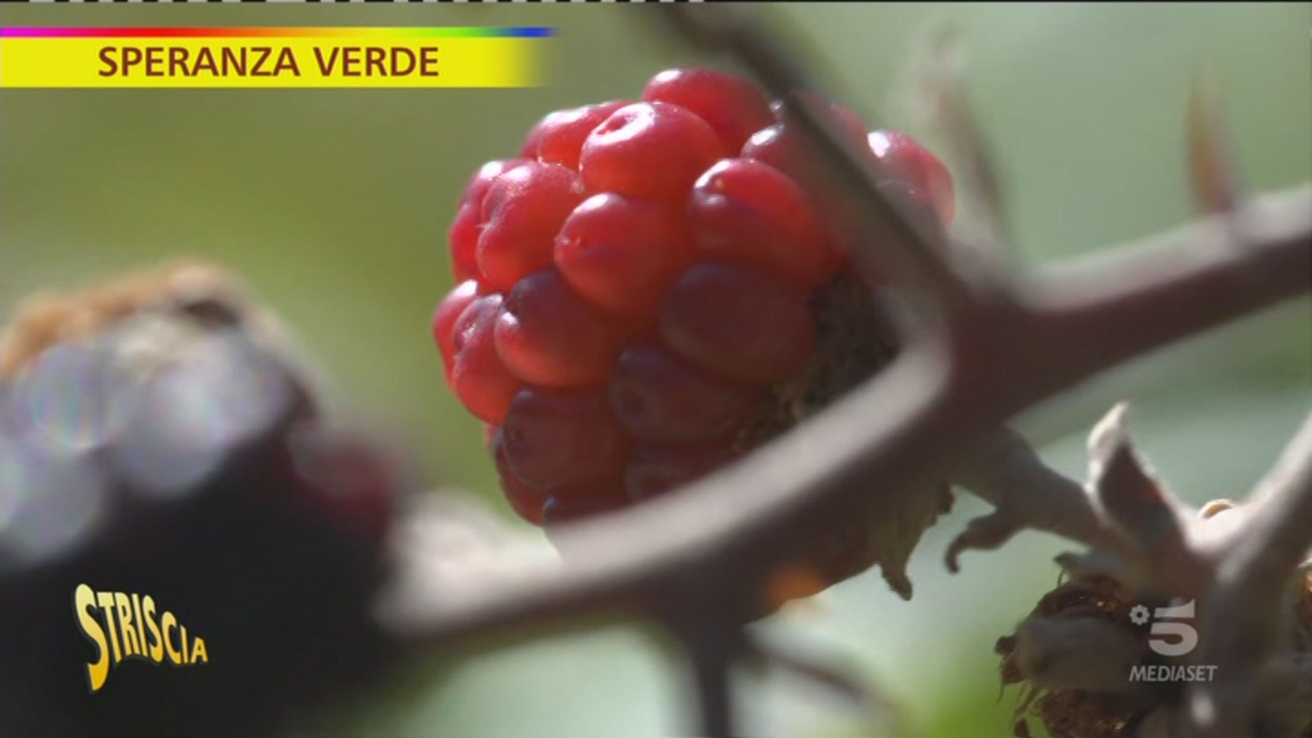 Rovi e frutta, le more per nutrirsi