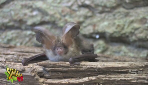 I pipistrelli sono tra i migliori amici dell'uomo