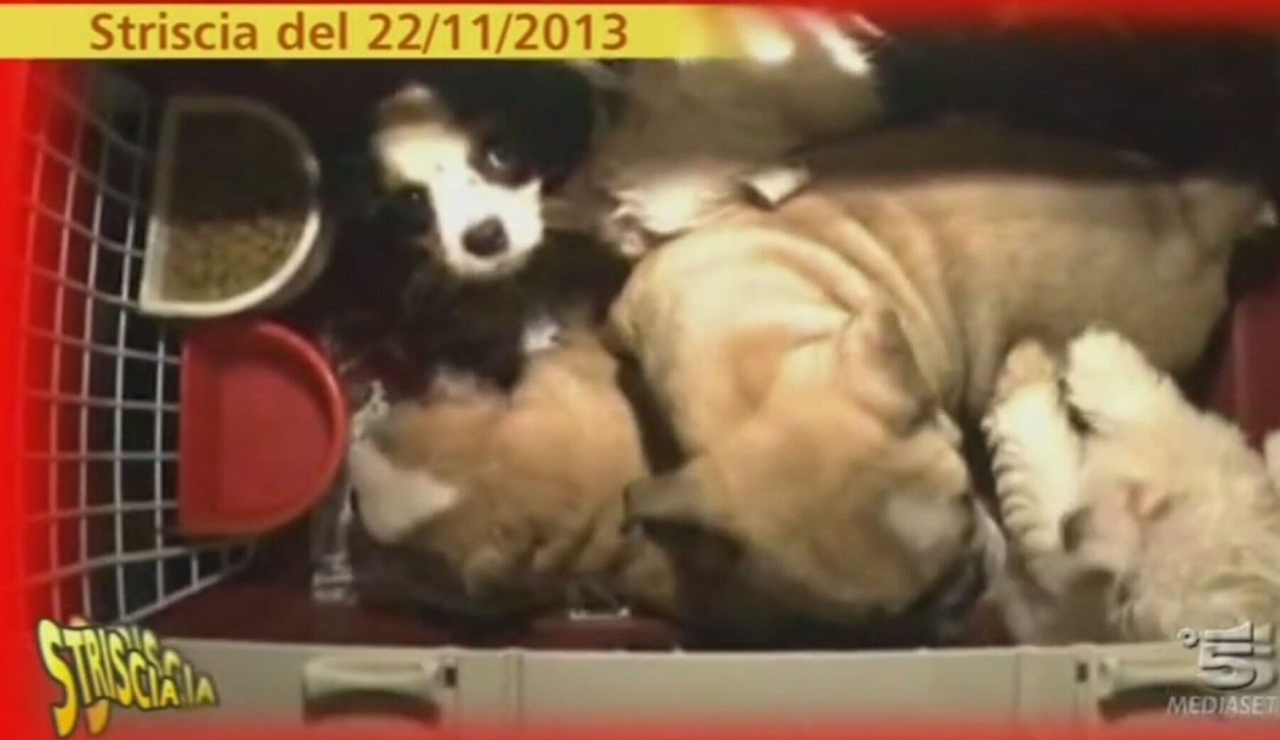 Trafficanti internazionali di cani: dopo le denunce di Striscia, condannati tutti e 12 gli imputati