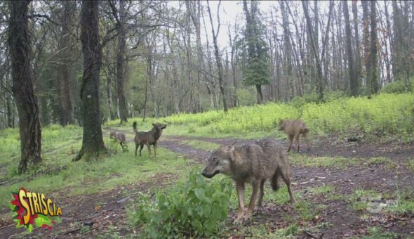 Il Parco di Veio si protegge da lupi e cinghiali