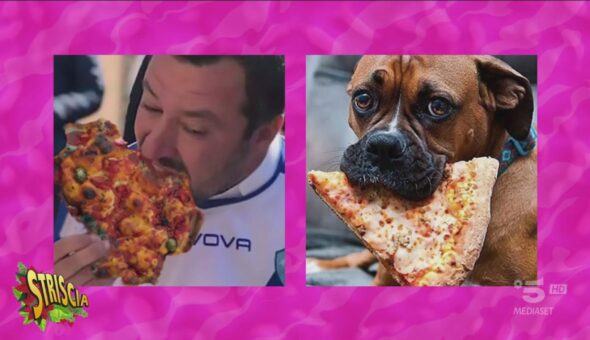 Renzi e Salvini, il politico felino e il ministro cane