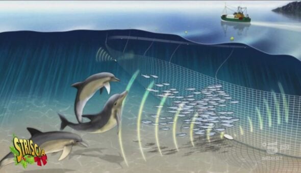 Così salviamo i delfini dalle reti dei pescatori