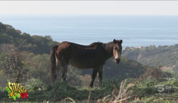 Sono salvi cavallini e vitellini di Santa Marinella