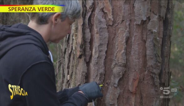 I dottori verdi che fanno l'endovena agli alberi