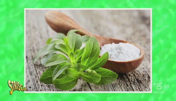 In cerca della stevia, il dolcificante più amato dal marketing