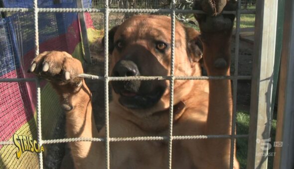 Trombetta accorre in aiuto del canile Oasi di Balto