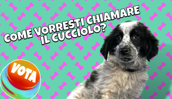 Come vorresti chiamare il cucciolo?