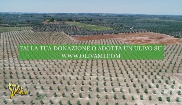 Riforestiamo il Salento: ecco il progetto Olivami