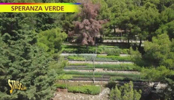 Il vivaio pugliese che cresce le piante per i boschi d'Italia