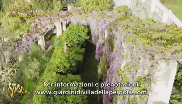 Glicini di Villa della Pergola, ecco la stagione della fioritura